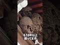 お寺に巨大スズメバチの巣が…！【愛媛県新居浜市】#shorts