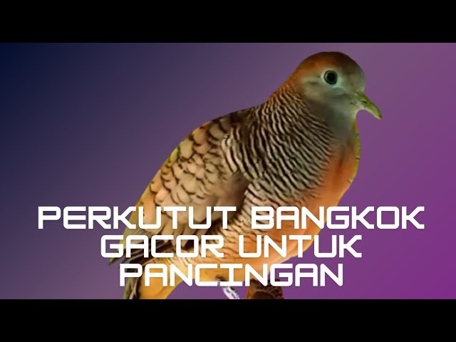 Perkutut Bangkok Gacor Ampuh Untuk Pancingan Malas Bunyi class=