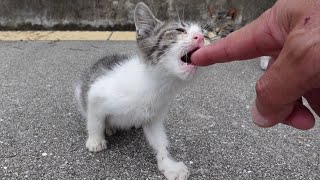 指を差し出すと噛み付こうとする野良子猫が可愛過ぎる