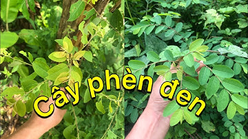 Phèn đen / Cây thuốc quý nên trồng gần nhà - dùng sơ cứu rắn cắn và nhiều công dụng tốt