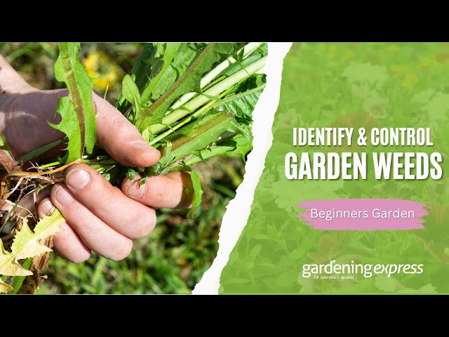 How To Identify Control Garden Weeds