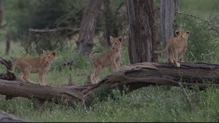 Lion pride with playing cubs and three males on S25 Crocodile Bridge Kruger National Park