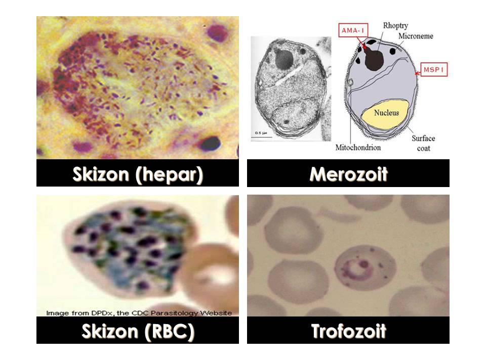 Plasmodium malária antigének)