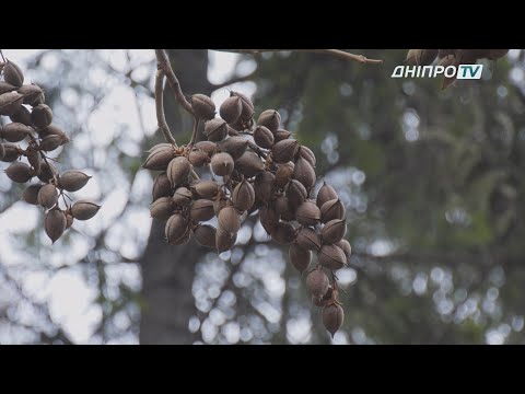 Дніпрянин роздає насіння дерева, яке протидіє глобальному потеплінню