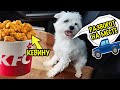 ЕДУ ТУДА, КУДА ПОСМОТРИТ МОЯ СОБАКА | ВПЕРВЫЕ В KFC ПОСЛЕ КАРАНТИНА