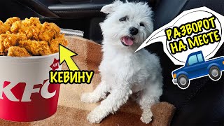 ЕДУ ТУДА, КУДА ПОСМОТРИТ МОЯ СОБАКА | ВПЕРВЫЕ В KFC ПОСЛЕ КАРАНТИНА