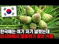 한국에는 여기저기 널렸는데 러시아에서는 멸종위기 맞은 식물