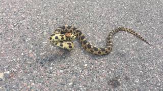 Video thumbnail of "Eastern Fox Snake in Northern Wisconsin August 2017"