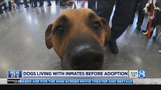 Prison inmates ready rescue dogs for forever homes