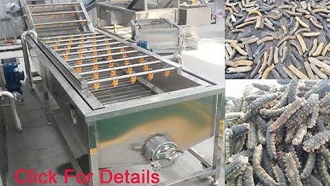 Automatic Customize  Sea Cucumber Sea Food Washing Machine With Oversea Services