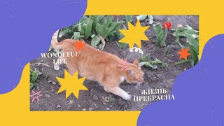 the cat Goscha ist having breakfast #shorts