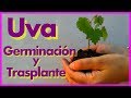 🍇 Germinación y trasplante de uva 🍇 Siembra directa sin estratificación