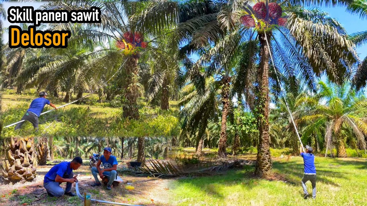 Skill panen sawit dlosor pokok rendah/tinggi perlu ketrampilan dan egrek harus tajam.