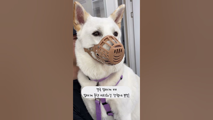 병원이 넘넘 무서운 용맹한(?) 진돗개 🫨