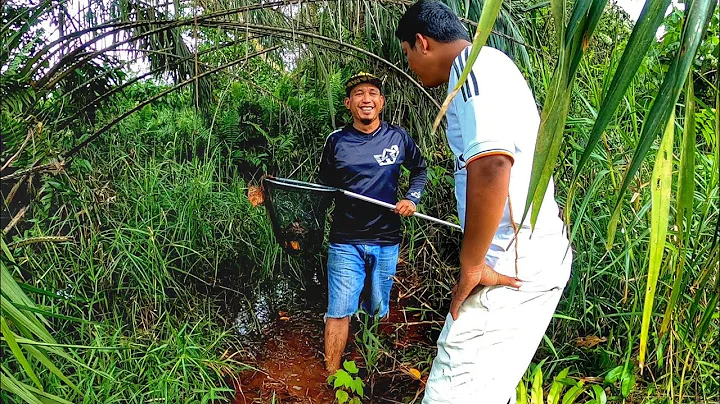 Masuk Hutan Cari Ikan Yang Paling RARE  Bersama Ba...