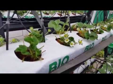 Видео: Какво е ягодов храст: Грижа за ягодов храст Euonymus