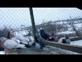Голуби Свердловские высоколетные рябые 2014год Кушва