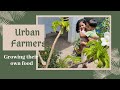 Urban farmers | Grow your own food | Terrace farming | #GreenIndiaChallenge |#HaraHaiTohBharaHai