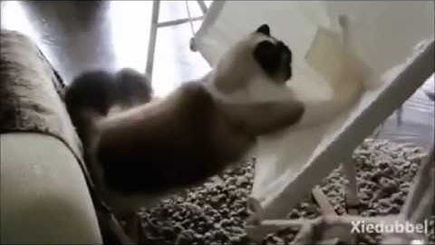 Cats Videos Hammock Fail