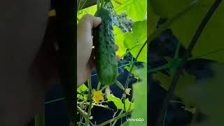 Самый красивый огурец в моей жизни! #урожай #огурцы #украина #cucumber #harvest #garden