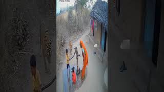 Nightmare In Real Life Tiger Caught On Cctv Outside Indian Village House