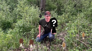 I Found A Half Pound Morel Mushroom! Early Season Morels!!