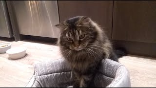 Cat Video - Part of Anniversary Goal