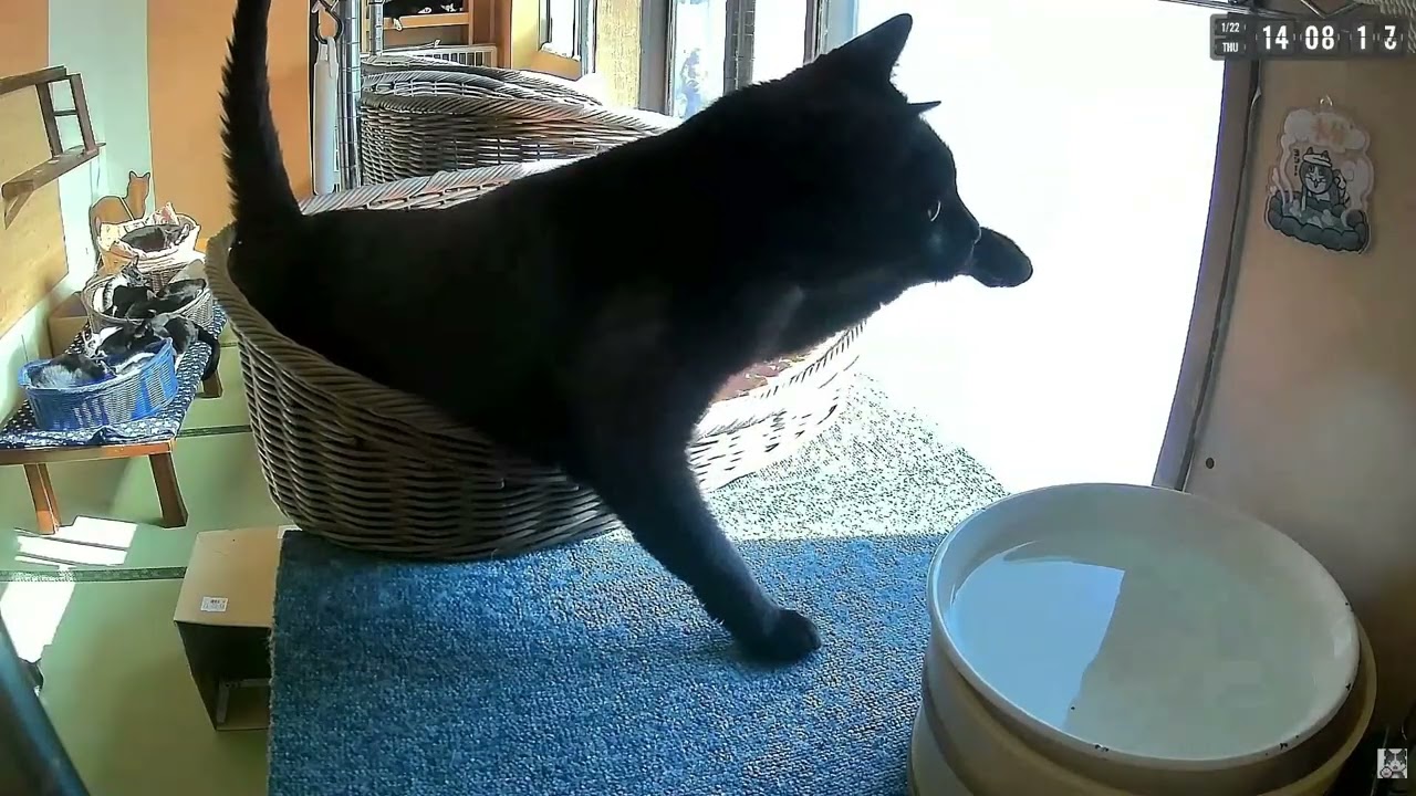 仕事猫のやばさに気づくドメニコくん