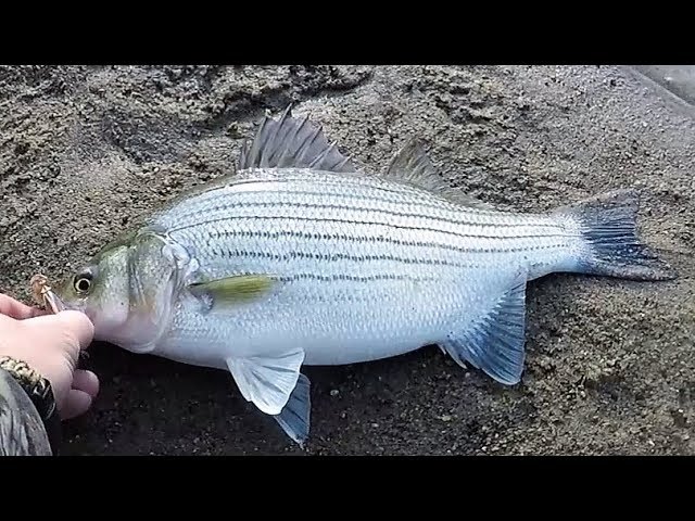 White Bass and Wipers on Inline Spinners! Catching TONS! 