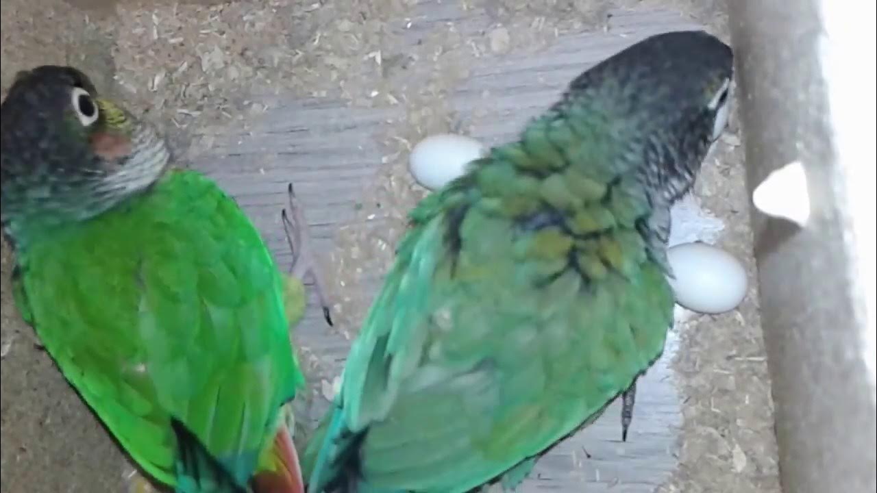 Greencheeked Conures mutations pair with eggs in the nest YouTube