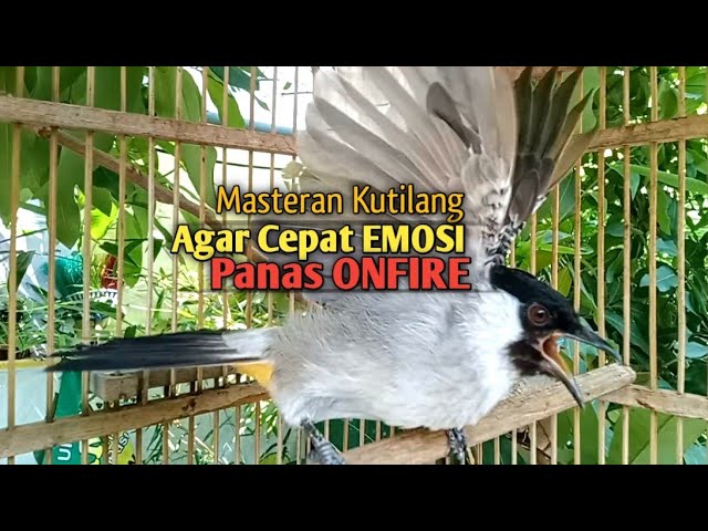 Suara Burung Kutilang Gacor ASLI ALAM lanjut NGGARUDA ampuh untk Masteran kutilang & pikat Kutilang class=