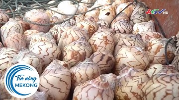 Ngư dân Cà Mau lại khốn khổ với nạn trộm..ốc bẫy mực | TIN NÓNG MEKONG