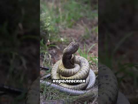 Королевская змея проглатывает змею! Как это возможно?!🐍😱