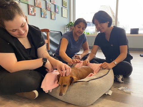 Chi University Intern, Dr. Jung, and Dr. Priya Bhatt Treat Dog With Acupuncture