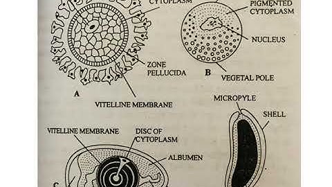 TYPES OF EGGS, MICROLECITHAL OR ALECITHAL, MESOLECITHAL, POLYLECITHAL OR MACROLECITHAL