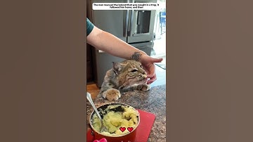 rescued the bobcat, it followed home, became a family #bobcat #animals #shorts