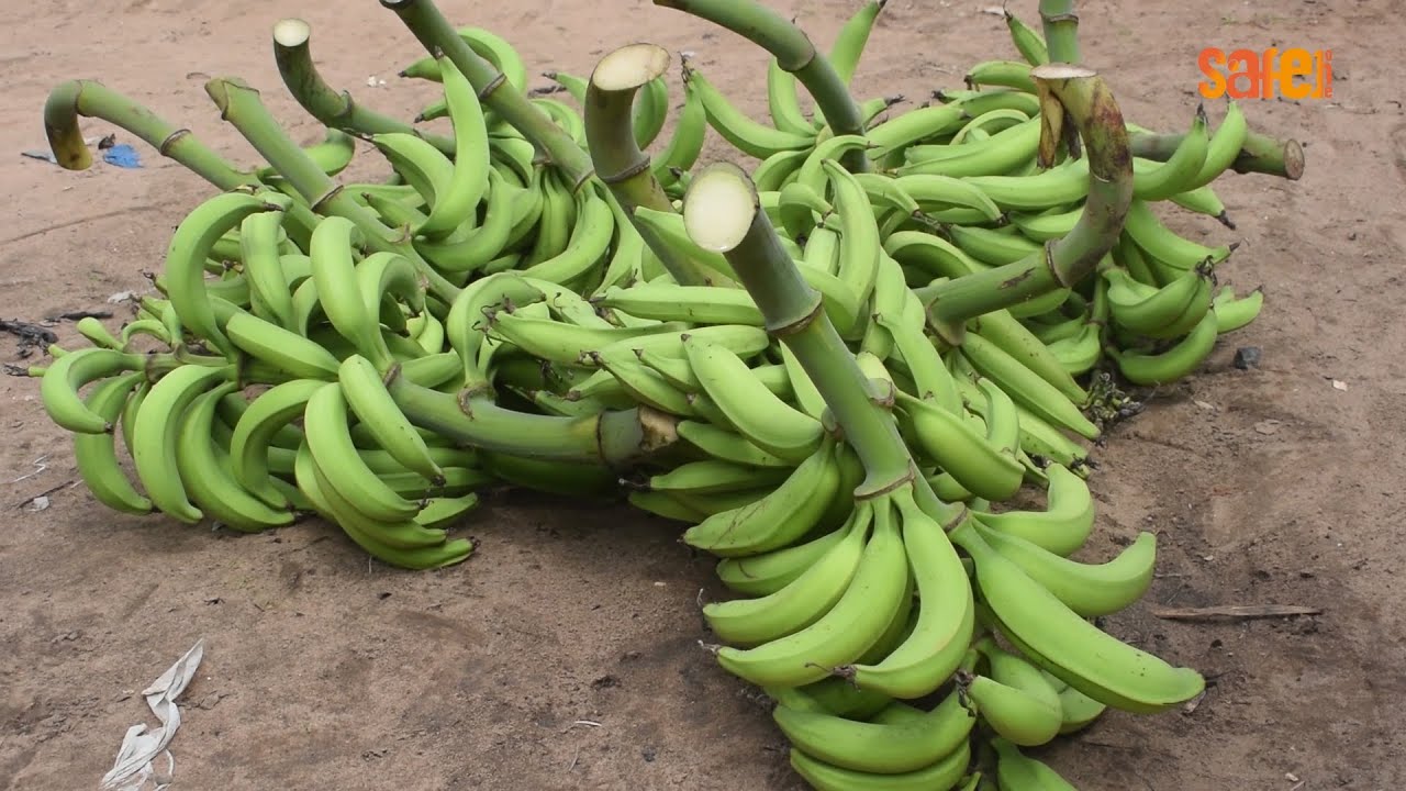 LA BANANE PLANTAIN UNE FILIERE RENTABLE_SafeOne