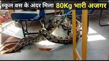 80kg & 11feet MASSIVE Python found inside School Bus in Uttar Pradesh