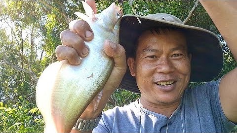 câu cá, săn bài bầy thác lác già tại Vĩnh Hưng @TAMCARO