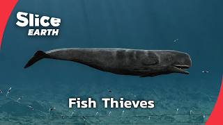 How Sperm Whales Dive Deep to Steal Fish From Longlines | Part 2 | SLICE EARTH