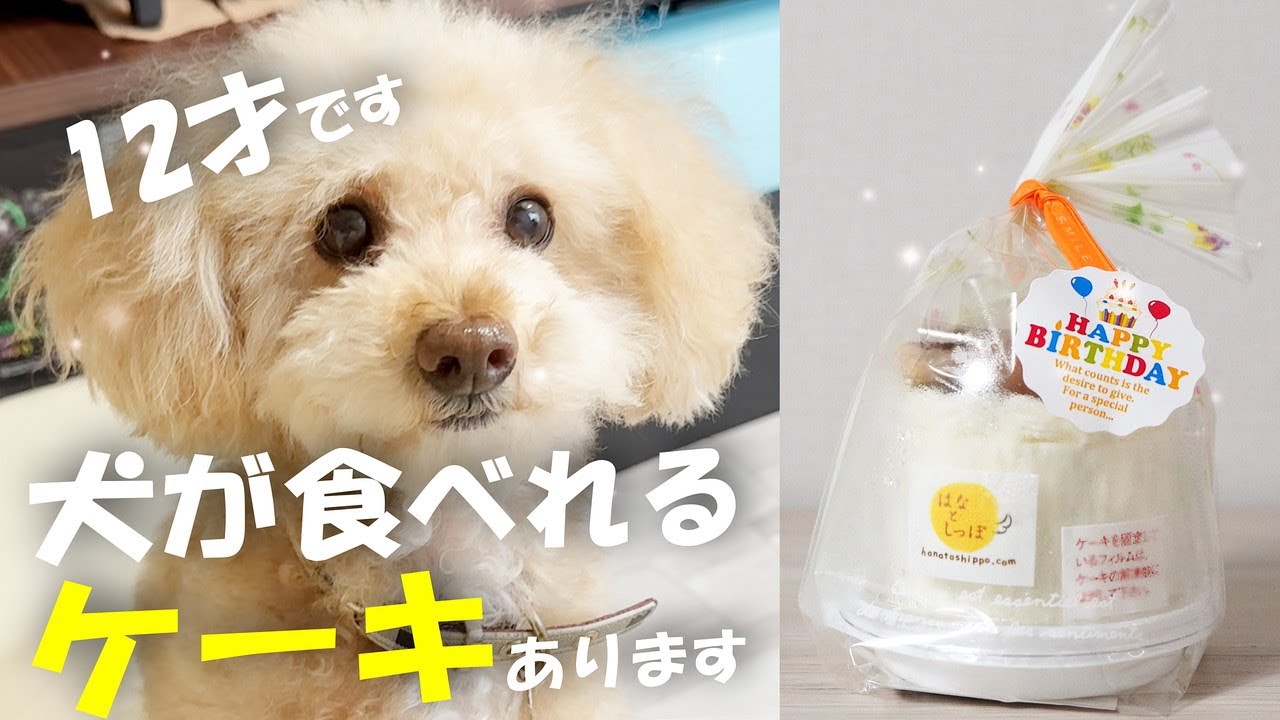 おから野菜ミックス】無添加の犬用手作りごはん専門店 はなとしっぽ