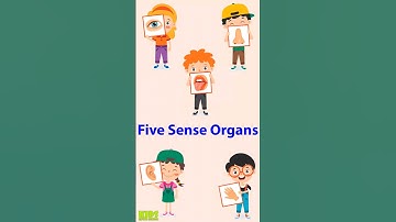 Sense organs For Kids | Kids Learning Video