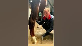 girl and horse love .At ve qiz məhəbbəti