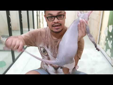 Video: Cara Menamakan Anak Kucing Sphynx