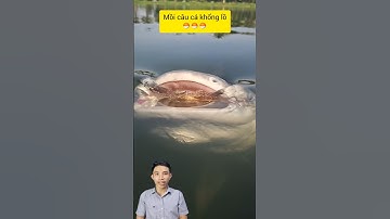 Độc lạ làm mồi câu cá khổng lồ #cacconvat #docla #fishing #ca7mau #phongthuy #cacanh