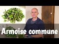 Larmoise commune artemisia vulgaris  rgles et digestion difficiles crises dpilepsie