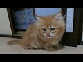 マンチカンの子猫のおしりにアレがついちゃった/The munchkin kitten's ass got stuck that