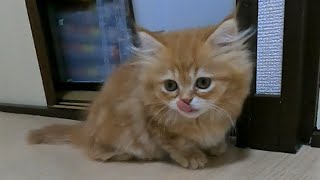 マンチカンの子猫のおしりにアレがついちゃった/The munchkin kitten's ass got stuck that