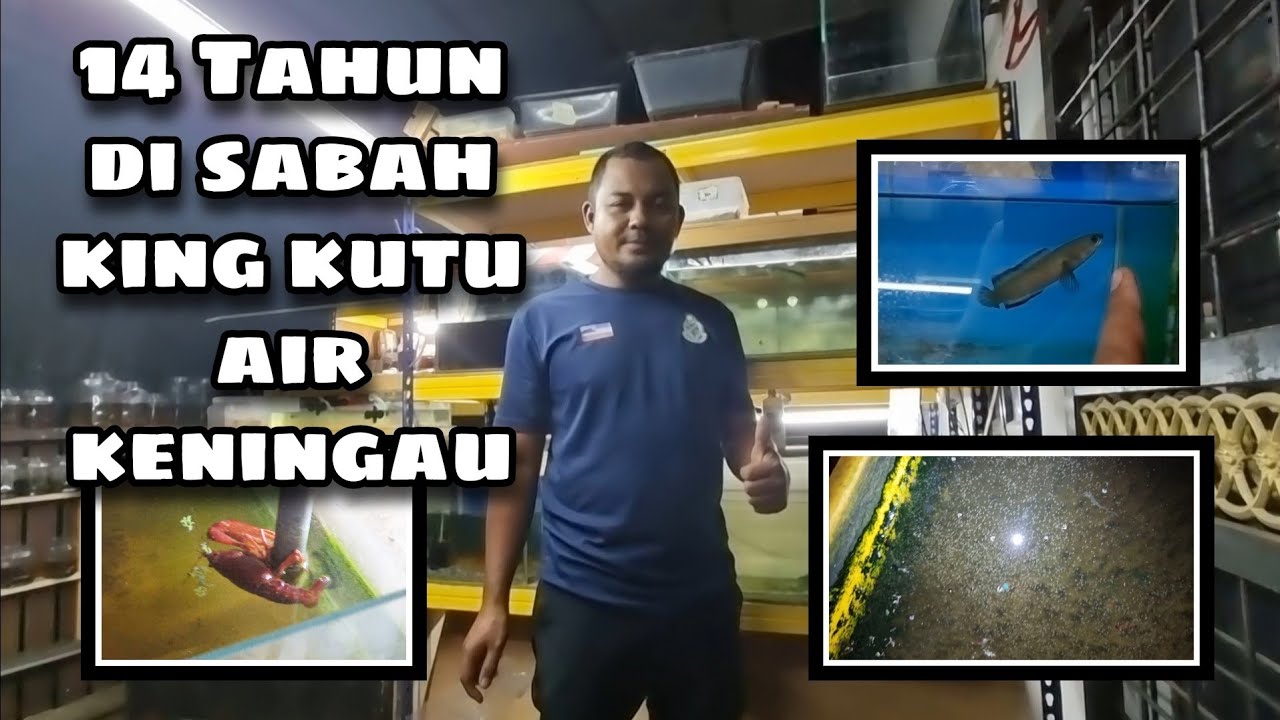 [Visit Farm] Cikgu Sahabuddin Ornamental Fish Farm King Kutu Air ...