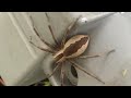 nursery web spider (pisaurina mira)